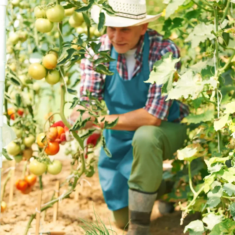mature-man-work-greenhouse